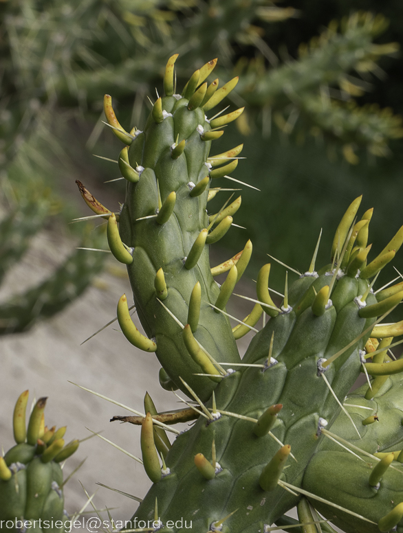 arizona garden